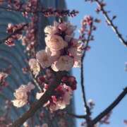 ヒメ日記 2026/03/12 10:56 投稿 ふみの 立川人妻研究会