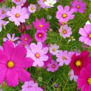 りさこ 今月も 奥様の実話 谷九店