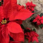 ヒメ日記 2025/11/30 20:01 投稿 りさこ 奥様の実話 谷九店