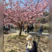 ヒメ日記 2025/03/01 11:07 投稿 みらい モアグループ川越人妻花壇