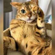 ヒメ日記 2025/03/17 09:27 投稿 みらい モアグループ川越人妻花壇