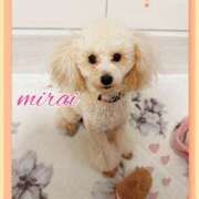 ヒメ日記 2025/03/19 13:20 投稿 みらい モアグループ川越人妻花壇