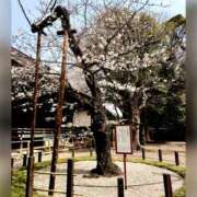 ヒメ日記 2025/03/28 14:29 投稿 みらい モアグループ川越人妻花壇