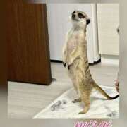 ヒメ日記 2025/05/27 08:10 投稿 みらい モアグループ川越人妻花壇