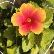 ヒメ日記 2025/08/14 08:10 投稿 みらい モアグループ川越人妻花壇