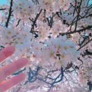 ヒメ日記 2025/03/30 13:27 投稿 ミイ ヴィーナス(金津園)