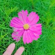 ヒメ日記 2025/11/06 07:48 投稿 ミイ ヴィーナス(金津園)