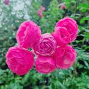 ヒメ日記 2025/11/07 08:03 投稿 ミイ ヴィーナス(金津園)