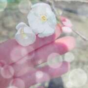 ヒメ日記 2026/04/03 14:33 投稿 ミイ ヴィーナス(金津園)