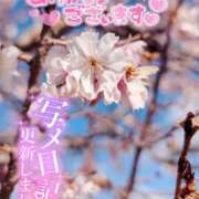 ヒメ日記 2025/01/27 10:02 投稿 西浦ひより Club Shangrila（クラブシャングリラ）