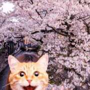 ヒメ日記 2025/04/09 09:54 投稿 西浦ひより Club Shangrila（クラブシャングリラ）