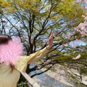 ヒメ日記 2025/04/18 10:33 投稿 西浦ひより Club Shangrila（クラブシャングリラ）