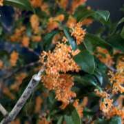 西浦ひより 11月になってましたね( ??? ) Club Shangrila（クラブシャングリラ）