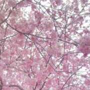 ヒメ日記 2025/04/08 13:26 投稿 ほなみ マリン千姫