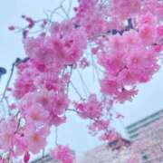 ヒメ日記 2025/04/19 17:56 投稿 ほなみ マリン千姫