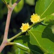 ヒメ日記 2025/08/26 17:00 投稿 まりか 角海老石亭