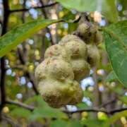 ヒメ日記 2025/08/31 20:30 投稿 まりか 角海老石亭