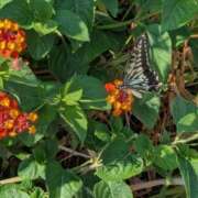 ヒメ日記 2025/09/02 20:30 投稿 まりか 角海老石亭