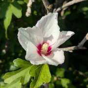 ヒメ日記 2025/09/04 17:00 投稿 まりか 角海老石亭