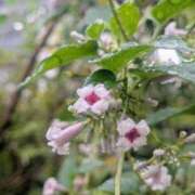 ヒメ日記 2025/09/06 17:00 投稿 まりか 角海老石亭
