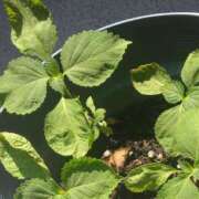 ヒメ日記 2025/09/07 18:30 投稿 まりか 角海老石亭