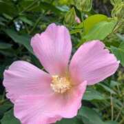 ヒメ日記 2025/09/07 17:00 投稿 まりか 角海老石亭