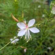 ヒメ日記 2025/09/20 17:00 投稿 まりか 角海老石亭