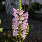 ヒメ日記 2025/09/27 17:00 投稿 まりか 角海老石亭