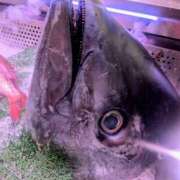 ヒメ日記 2025/09/29 20:30 投稿 まりか 角海老石亭