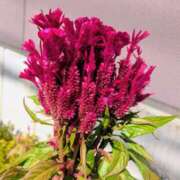 ヒメ日記 2025/10/03 17:00 投稿 まりか 角海老石亭