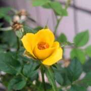 ヒメ日記 2025/10/07 17:00 投稿 まりか 角海老石亭