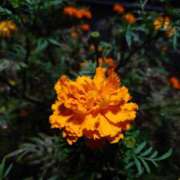 ヒメ日記 2025/10/16 17:00 投稿 まりか 角海老石亭