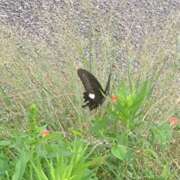 ヒメ日記 2025/10/18 20:30 投稿 まりか 角海老石亭