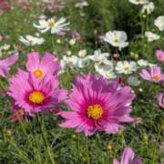 ヒメ日記 2025/10/23 17:00 投稿 まりか 角海老石亭