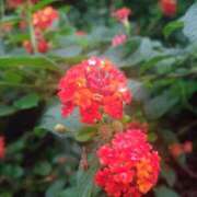 ヒメ日記 2025/10/27 17:00 投稿 まりか 角海老石亭