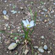 ヒメ日記 2025/10/30 17:00 投稿 まりか 角海老石亭