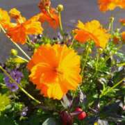 ヒメ日記 2025/11/01 17:00 投稿 まりか 角海老石亭