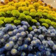 ヒメ日記 2025/11/04 17:00 投稿 まりか 角海老石亭