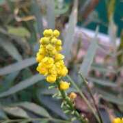 ヒメ日記 2025/11/16 17:00 投稿 まりか 角海老石亭