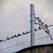 ヒメ日記 2025/11/18 18:30 投稿 まりか 角海老石亭