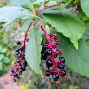 ヒメ日記 2025/11/20 17:00 投稿 まりか 角海老石亭