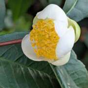 ヒメ日記 2025/11/22 17:00 投稿 まりか 角海老石亭