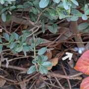 ヒメ日記 2025/11/22 20:30 投稿 まりか 角海老石亭