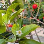 ヒメ日記 2025/11/25 17:00 投稿 まりか 角海老石亭