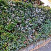 ヒメ日記 2025/11/29 17:00 投稿 まりか 角海老石亭