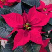 ヒメ日記 2025/12/01 17:00 投稿 まりか 角海老石亭