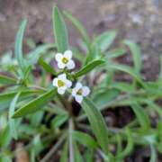 ヒメ日記 2025/12/04 17:00 投稿 まりか 角海老石亭