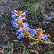 ヒメ日記 2025/12/06 17:00 投稿 まりか 角海老石亭