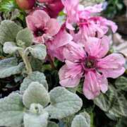 ヒメ日記 2025/12/07 20:30 投稿 まりか 角海老石亭