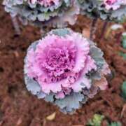 ヒメ日記 2025/12/15 17:00 投稿 まりか 角海老石亭